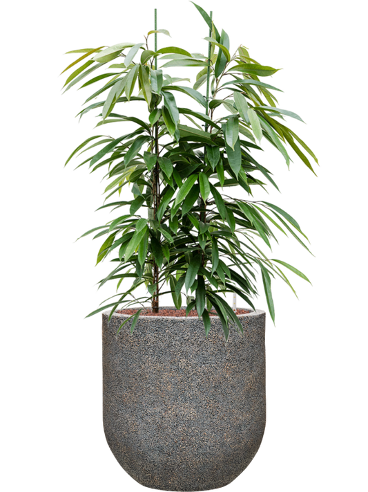 Ficus binnendijkii 'Amstel King' in Baq Naturescast Office Plant With Pot 132cm Height 38cm Dia