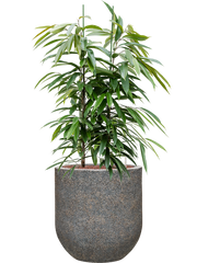 Ficus binnendijkii 'Amstel King' in Baq Naturescast Office Plant With Pot 132cm Height 38cm Dia