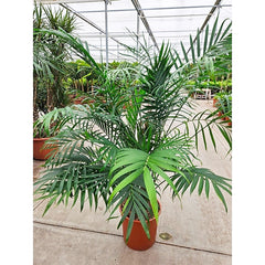 150 - 170cm XXL Chamaedorea Cataractarum 34cm Pot