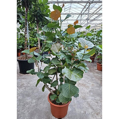 200 - 220cm XXL Coccoloba Uvifera 45cm Pot