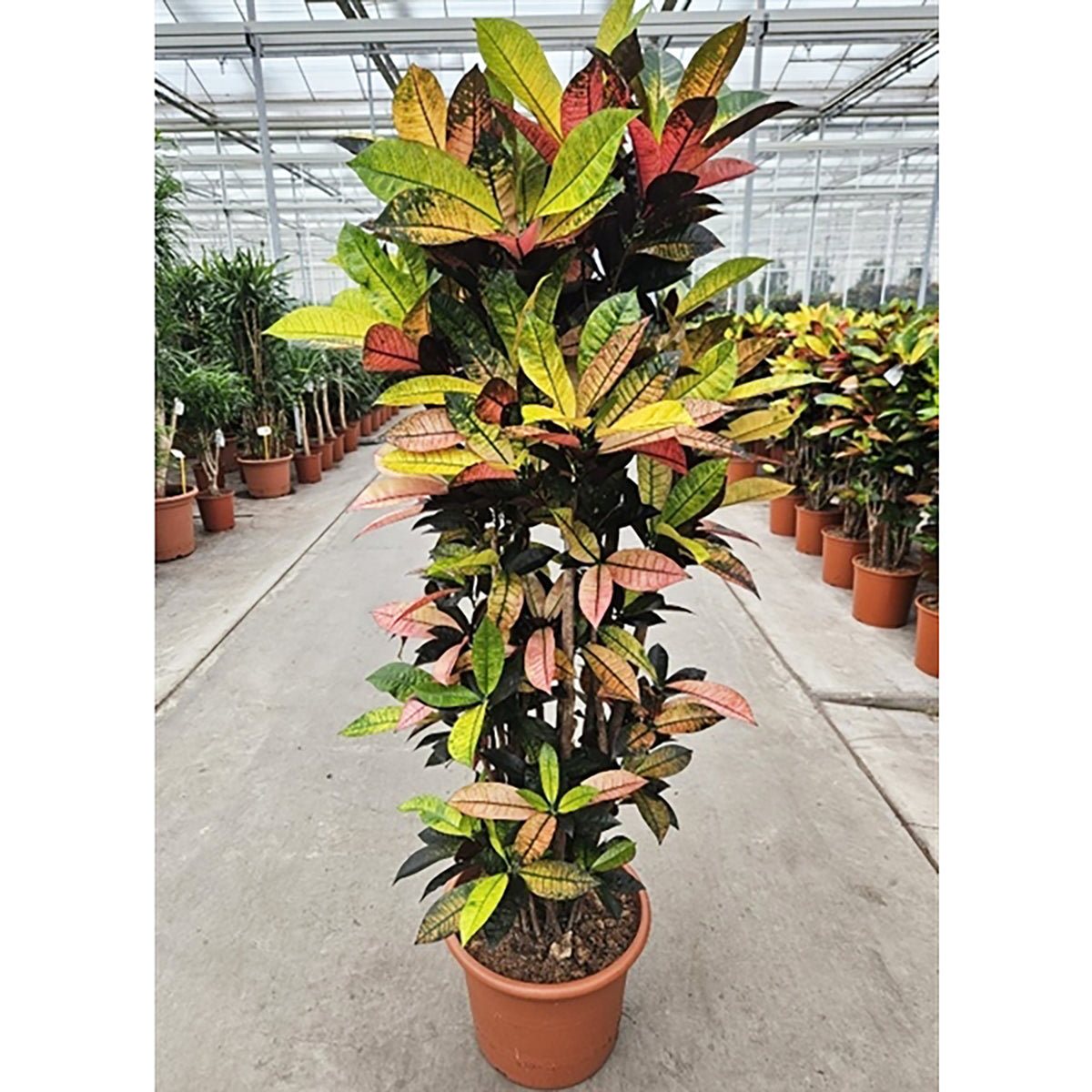 170 - 190cm XXL Codiaeum Variegatum Mrs Iceton 40cm Pot