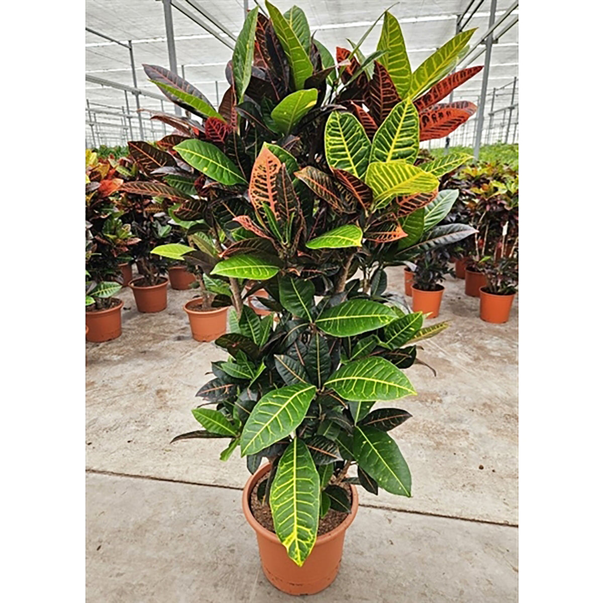 160 - 180cm XXL Codiaeum Variegatum Petra 40cm Pot