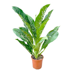 65 - 80cm Dieffenbachia Crocodile Dumb Cane 27cm Pot House Plant