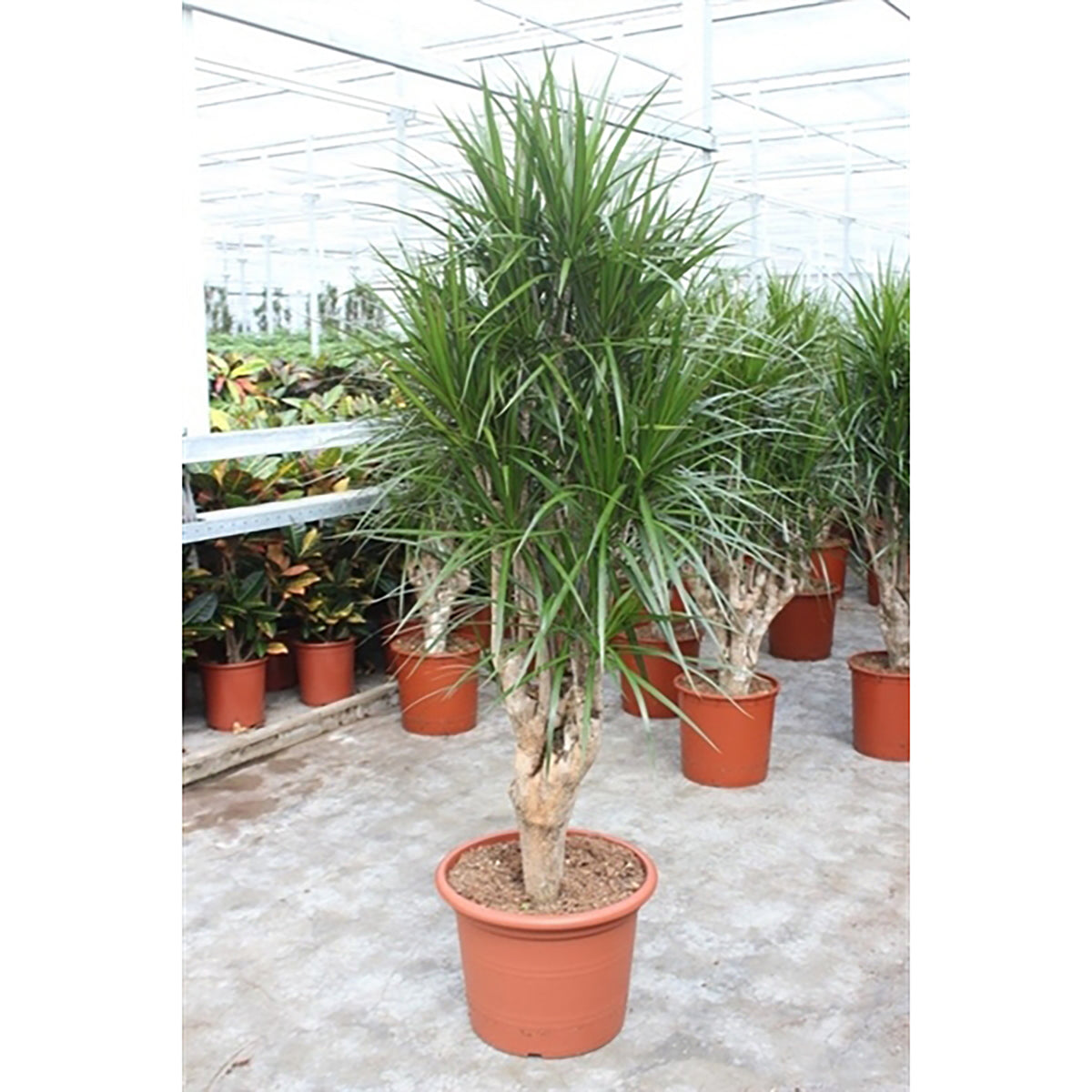 200 - 220cm XXL Dracaena Marginata 45cm Pot