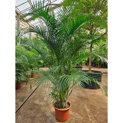 260 - 280cm XXL Dypsis Lutescens Areca Palm 45cm Pot