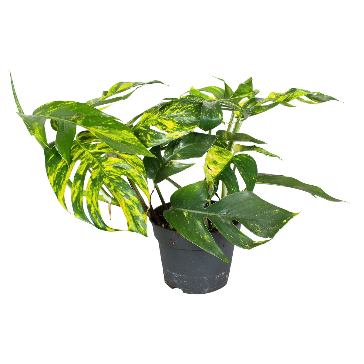 30 - 40cm Epipremnum Pinnatum Cintho Goldfinger Pothos 17cm Pot House Plant