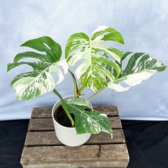 Individually Photographed Variegated Monstera - 40 - 50cm Monstera Variegata Albo Cheese Plant 17cm Pot House Plant