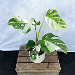 Individually Photographed Variegated Monstera - 40 - 50cm Monstera Variegata Albo Cheese Plant 17cm Pot House Plant