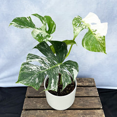 Individually Photographed Variegated Monstera - 40 - 50cm Monstera Variegata Albo Cheese Plant 17cm Pot House Plant