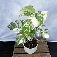 Individually Photographed Variegated Monstera - 40 - 50cm Monstera Variegata Albo Cheese Plant 17cm Pot House Plant