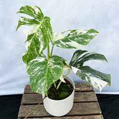 Individually Photographed Variegated Monstera - 40 - 50cm Monstera Variegata Albo Cheese Plant 17cm Pot House Plant