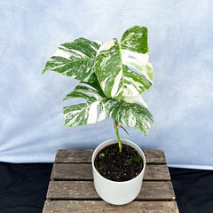 Individually Photographed Variegated Monstera - 40 - 50cm Monstera Variegata Albo Cheese Plant 17cm Pot House Plant