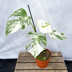 Individually Photographed Variegated Monstera - 40 - 50cm Monstera Variegata Albo Cheese Plant 17cm Pot House Plant