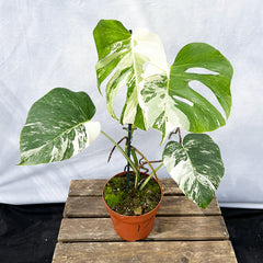 Individually Photographed Variegated Monstera - 40 - 50cm Monstera Variegata Albo Cheese Plant 17cm Pot House Plant