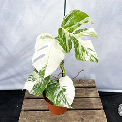 Individually Photographed Variegated Monstera - 40 - 50cm Monstera Variegata Albo Cheese Plant 17cm Pot House Plant