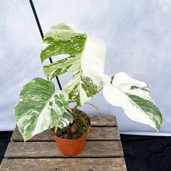 Individually Photographed Variegated Monstera - 40 - 50cm Monstera Variegata Albo Cheese Plant 17cm Pot House Plant