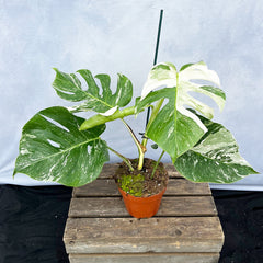 Individually Photographed Variegated Monstera - 40 - 50cm Monstera Variegata Albo Cheese Plant 17cm Pot House Plant