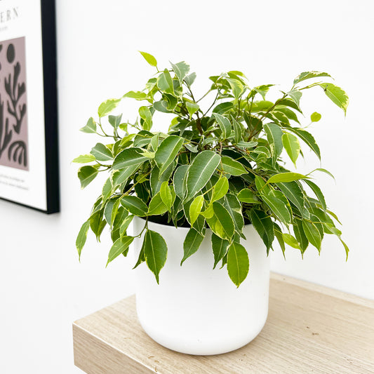 Variegated Ficus Benjamina 12cm Pot (Mix & Match Offer) House Plant