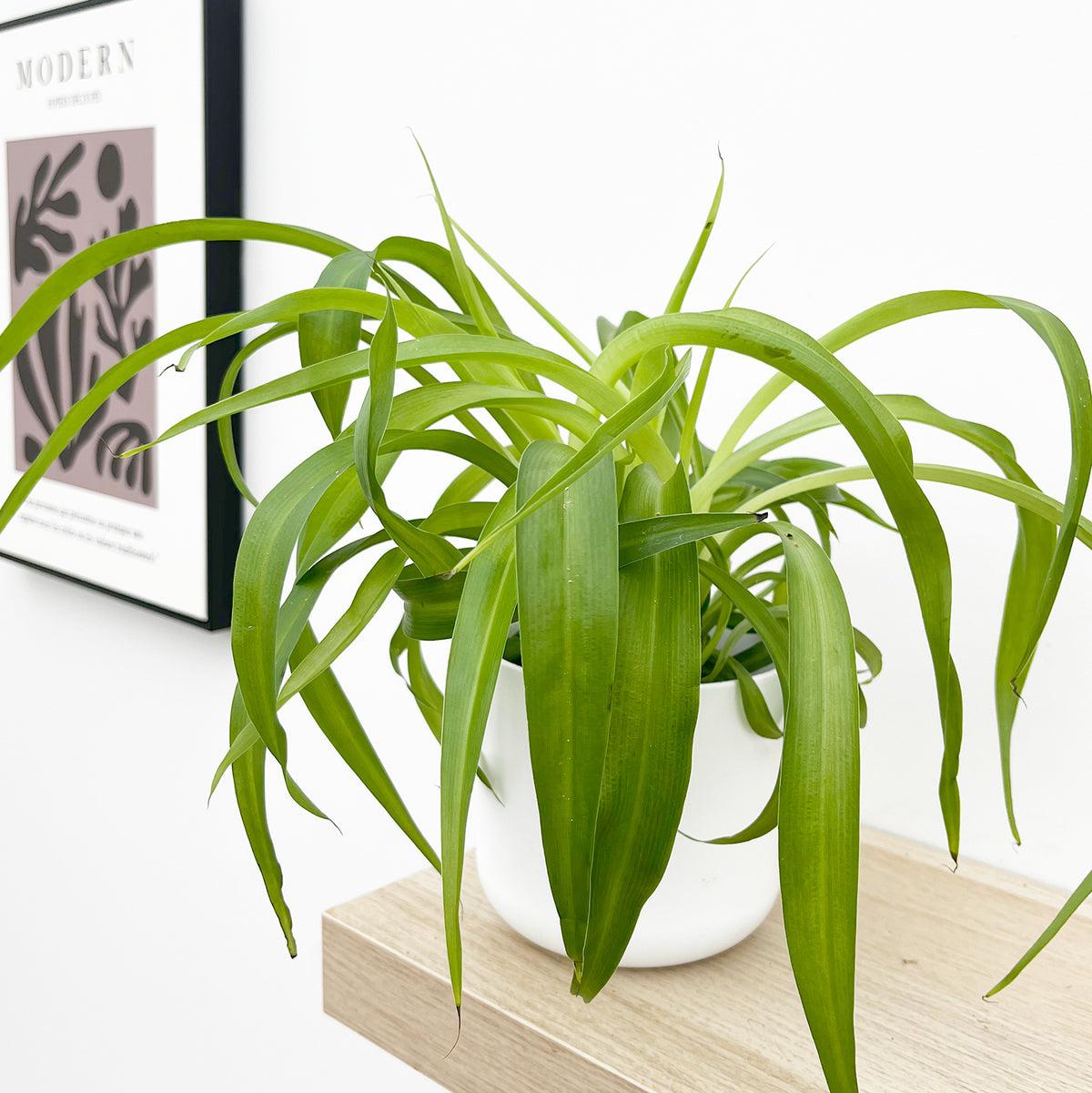 Chlorophytum Green Bonnie 12cm Pot (Mix & Match Offer) House Plant