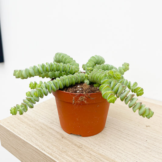 10 - 15cm Crassula Hottentot Succulent House Plant in 11cm Pot