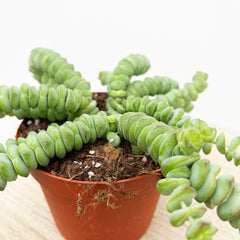 10 - 15cm Crassula Hottentot Succulent House Plant in 11cm Pot