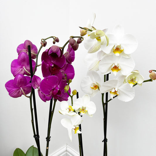 Promo Twin Pack Orchid Phalaenopsis Mixed Colours 12cm Pot