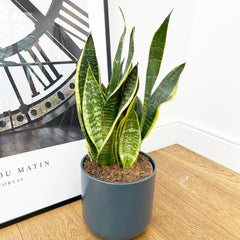 50 - 60cm Sansevieria Futura Superba Snake Plant 17cm Pot House Plant