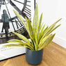 50 - 60cm Sansevieria Aubrytniana Lauren Snake Plant 14cm Pot House Plant