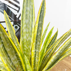 50 - 60cm Sansevieria Aubrytniana Lauren Snake Plant 14cm Pot House Plant