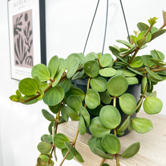 25 - 35cm Peperomia Hope House Plant 14cm Hanging Pot