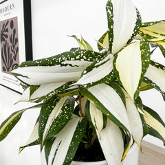 20 - 30cm Dracaena Surculosa Milky Way 13cm Pot House Plant