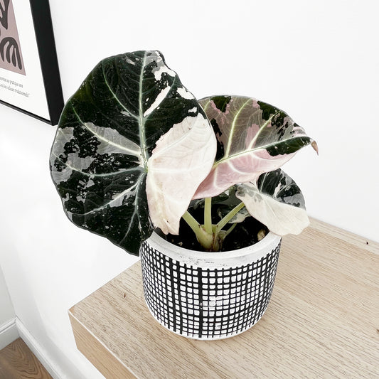 15 - 20 Variegated Alocasia Black Velvet 10.5cm Pot Houseplant