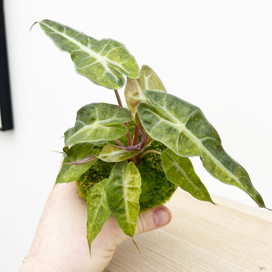 15cm Yellow Alocasia Polly Variegata House Plant 10,5 cm Pot