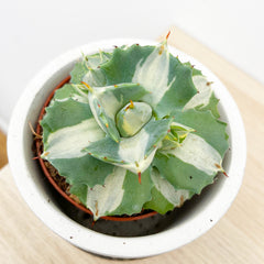 10 - 15cm Agave Potatorum Ouhi-raijin Variegata Succulent 8cm Pot House Plant