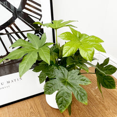 30 - 40cm Fatsia Japonica 15cm Pot House Plant