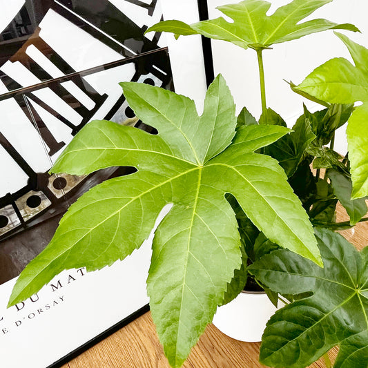 30 - 40cm Fatsia Japonica 15cm Pot House Plant