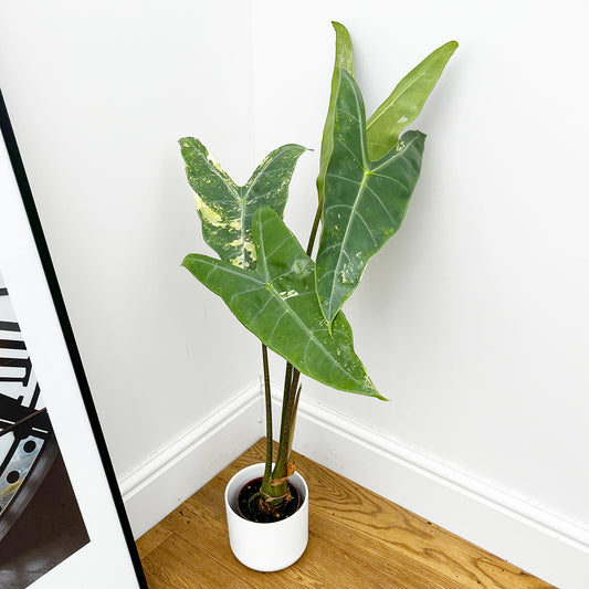 40 - 50cm Lightly Variegated Alocasia Longiloba Elephant Ear 10.5cm Pot House Plant