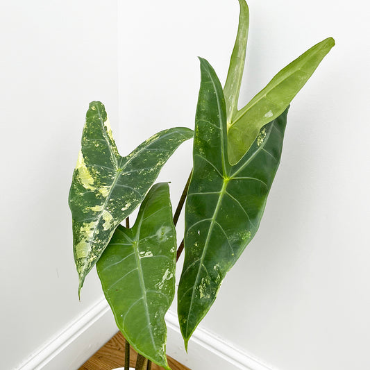 40 - 50cm Lightly Variegated Alocasia Longiloba Elephant Ear 10.5cm Pot House Plant