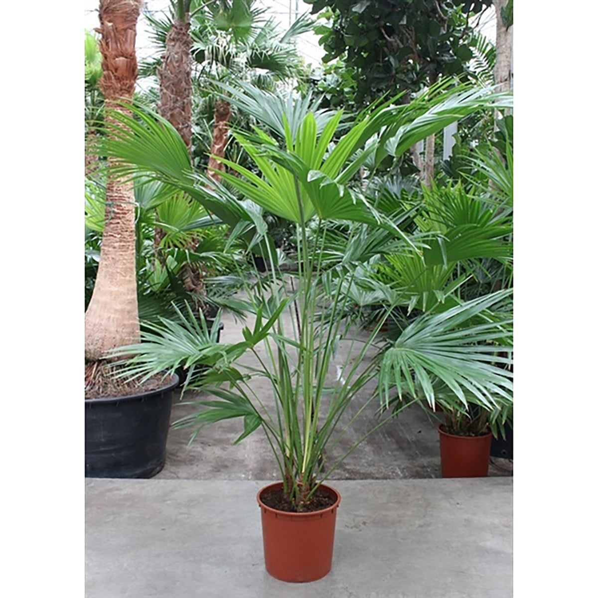 210 - 230cm XXL Livistona Chinensis 34cm Pot 3 Plants in Pot