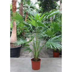 210 - 230cm XXL Livistona Chinensis 34cm Pot 3 Plants in Pot