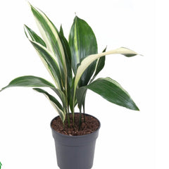 70 - 90cm Variegated Aspidistra Elatior Cast Iron Plant 19cm Pot House Plant