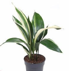 70 - 90cm Variegated Aspidistra Elatior Cast Iron Plant 19cm Pot House Plant