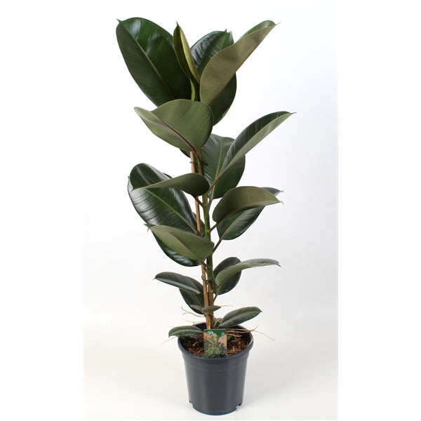 95 - 110cm Ficus Elastica Robusta Rubber Plant 21cm Pot House Plant