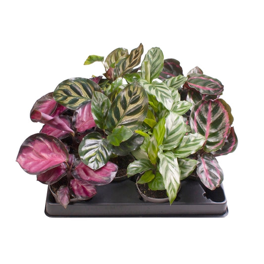 Baby Calathea Mix (12 Plants/ 4 Varieties) 6cm Pot House Plants