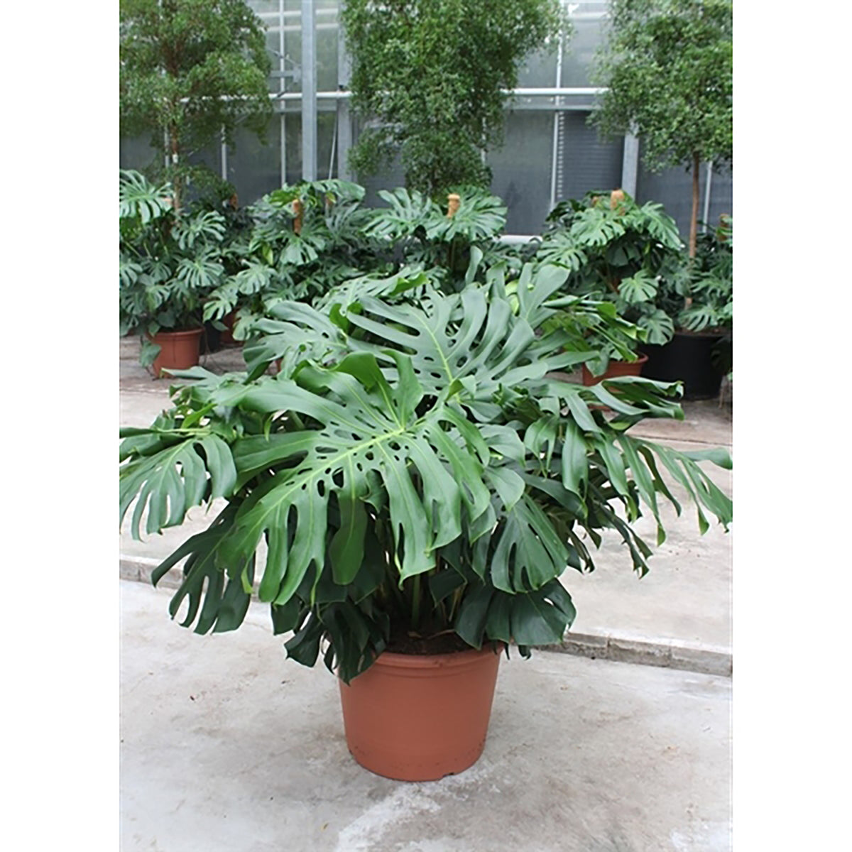 120 - 140cm XXL Monstera Deliciosa 55cm Pot 6 Plants in Pot