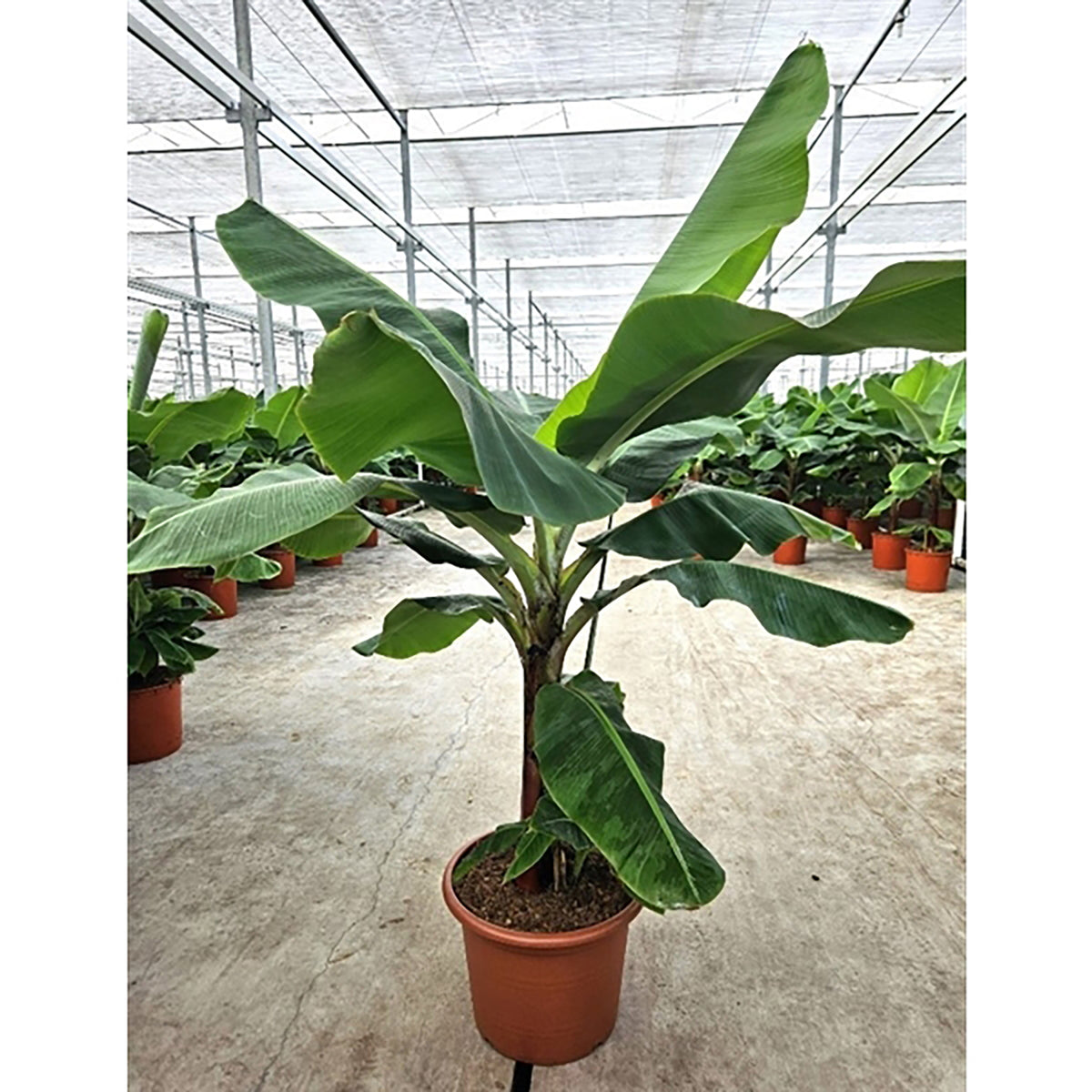 210 - 230cm XXL Musa Dwarf Cavendish Banana 45cm Pot