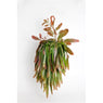 40 - 55cm Rhipsalis Ramulosus Red Coral XL in Hanging Pot 21cm Pot House Plant