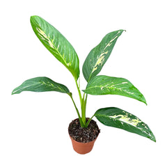 35 - 45cm Dieffenbachia Yellow Star Dumb Cane 17cm Pot House Plant