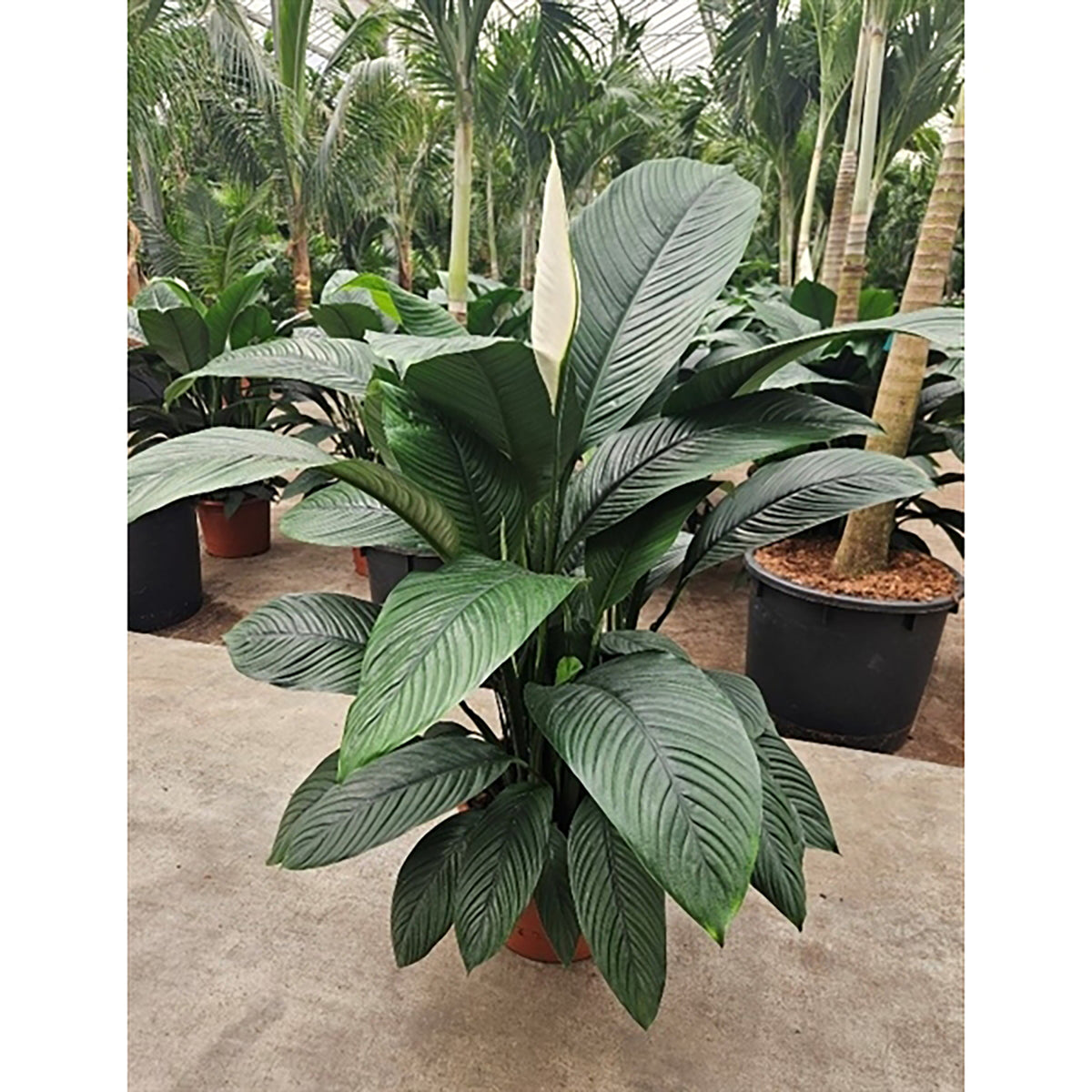 140 - 160cm XXL Spathiphyllum Sensation Peace Lily 45cm Pot