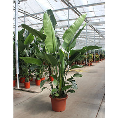 210 - 230cm XXL Strelitzia Nicolai 55cm Pot 6 Plants in Pot